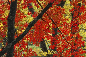 Acer Rubrum Prints: Red Maple Close-Up, Sebago Lake State Park, Raymond, Maine, USA