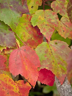 Freeport Prints: Red maple, Freeport, Maine