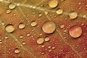 Raindrop Prints: Red maple leaf in autumn on forest floor with raindrops, Upper Peninsula of Michigan