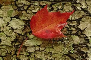 Images Dated 8th October 2007: Red maple leaf on birch bark, White Mountain National Forest, New Hampshire