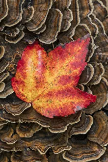 Pictured Rocks National Lakesho Prints: Red maple leaf on Bracket Fungi, Pictured Rocks National Lakeshore