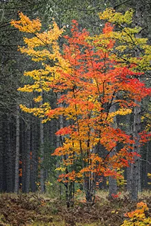 Images Dated 4th August 2020: Red maple leaves in autumn and pine tree trunks, Hiawatha National Forest
