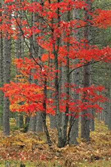 Images Dated 4th August 2020: Red maple leaves in autumn and pine tree trunks, Hiawatha National Forest