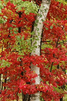 Red maple leaves in autumn and white birch tree trunk, Upper Peninsula of Michigan