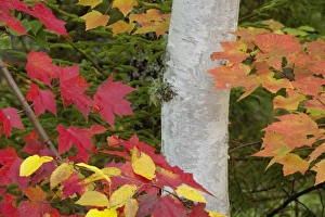 Images Dated 29th January 2010: Red maple leaves and birch tree in autumn colors, White Mountain National Forest