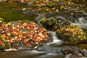 Images Dated 6th October 2008: Red maple leaves carpet the rocks in the Little Carp River in Porcupine Mountains