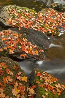 Silver City Prints: Red maple leaves carpet the rocks in the Little Carp River in Porcupine Mountains