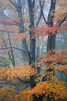Images Dated 18th October 2006: Red Maple tree, Acer rubrum, portrait in foggy forest, Pisgah National Forest, North