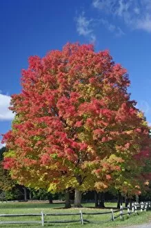 Images Dated 14th October 2007: Red Maple tree in autumn colors, near Concord, Massachusetts