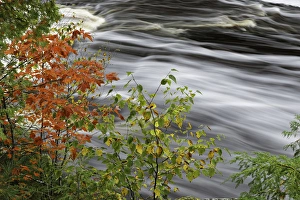 Red maple tree and cascade belowTahquamenon Falls, Tahquamenon Falls State Park, Upper Peninsula
