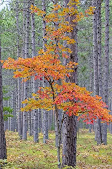 Alger County Prints: Red Maple tree in pine forest in fall, Alger County, Michigan