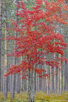 Images Dated 29th May 2020: Red Maple tree in pine forest in fall, Alger County, Michigan