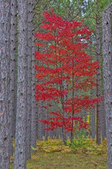 Images Dated 29th May 2020: Red Maple tree in pine forest in fall, Alger County, Michigan