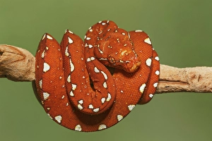 Red morph of green tree python