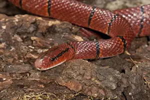 Red Mountain Racer Oreocryptophis porphyraceus latacinctus Native to Malaysia
