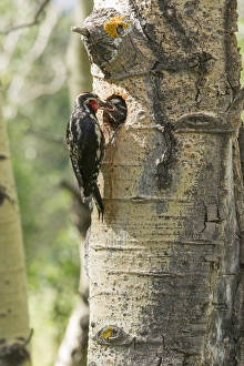 Red-naped sapsucker feeding young in Aspen tree hole