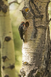 Hole Prints: Red-naped sapsuckerwith hole / nest in aspen tree