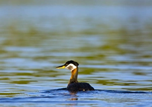 Whitefish Prints: Red Necked Grebe in Whitefish Lake, Montana, USA
