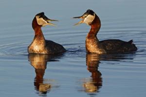 Images Dated 9th June 2014: Red-necked Grebes Calling