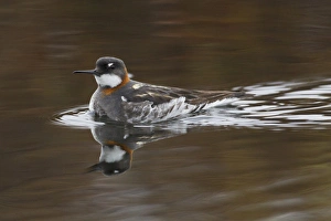 Wetlands Prints: Red-necked Phalarope, female