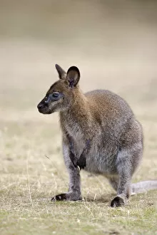 Red-necked Wallaby, subspecies Bennetts Wallaby (Macropus rufogriseus rufogriseus)