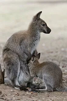 Images Dated 20th February 2006: Red-necked Wallaby, subspecies Bennetts Wallaby (Macropus rufogriseus rufogriseus)