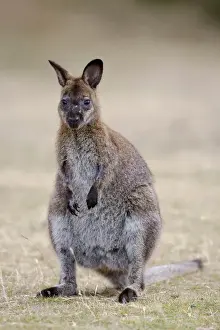 Red-necked Wallaby, subspecies Bennetts Wallaby (Macropus rufogriseus rufogriseus)
