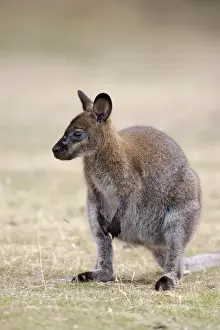 Standing Prints: Red-necked Wallaby, subspecies Bennetts Wallaby (Macropus rufogriseus rufogriseus)