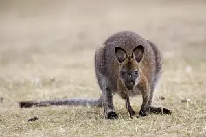 Red-necked Wallaby, subspecies Bennetts Wallaby (Macropus rufogriseus rufogriseus)
