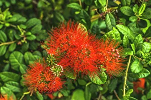 Waikiki Prints: Red Ohia Lehua flower, Waikiki