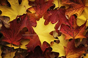 Red, Orange and yellow maples leaves in Autumn