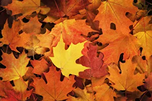 Images Dated 17th July 2019: Red, Orange and yellow maples leaves in Autumn