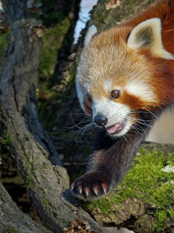 Bavaria Prints: Red Panda or Lesser Panda climbing in a tree in Hellabrunn Zoo in Munich. Germany, Munich
