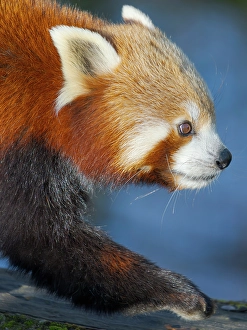 Prints of Red Panda or Lesser Panda in Hellabrunn Zoo in Munich. Germany, Munich Images Dated 2025 January: Red Panda or Lesser Panda in Hellabrunn Zoo in Munich. Germany, Munich