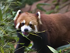 Bamboo Prints: Red Panda Shining Cat Eating Bamboo Panda Breeding Center Chengdu Sichuan China