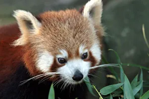 Panda Gallery: Red Panda, Taronga Zoo, Sydney, Australia
