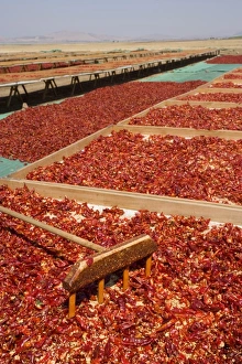 Images Dated 8th September 2006: Red peppercorns, sun-dried, southeast Anatolia, Turkey