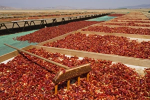 Images Dated 8th September 2006: Red peppercorns, sun-dried, southeast Anatolia, Turkey