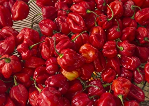 Bunch Prints: Red peppers at the Saturday market, San Ignacio, Belize