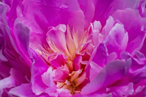 Images Dated 3rd June 2018: Red petals of peony flower