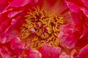 William Perry Prints: Red petals of peony flower