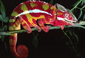 Curl Prints: Red Phase Panther Chameleon, Furcifer pardalis, Native to Madagascar