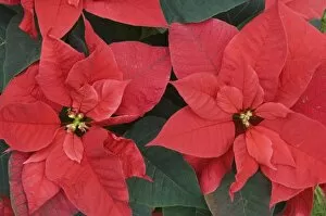 Images Dated 28th December 2007: Red Poinsettia Detail (Euphorbia pulcherrima)