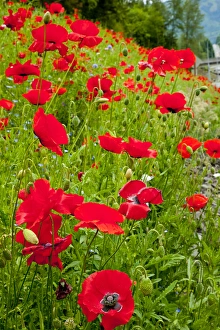 Beautiful Prints: Red Poppies Flowers in Field Snoqualme Washington Papaver Rhoeas Common Poppy Flower