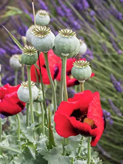 Lavender Prints: Red poppies and seed heads and lavender at a lavender farm in Sequim, Washington State