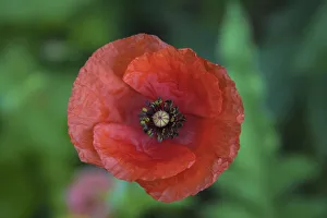 Red poppy flower