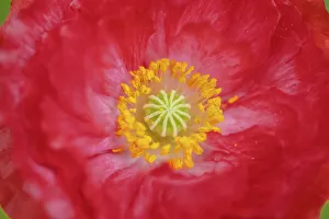 Images Dated 25th June 2019: Red poppy flower