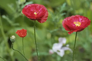Images Dated 25th June 2019: Red poppy flowers