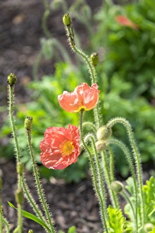 Select Focus Prints: Red Poppy, garden, USA