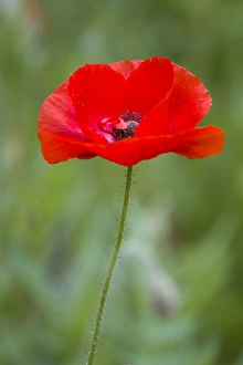 Annual Prints: Red Poppy (Papaver rhoeas Legion of Honor ), Cantigny Park, Wheaton, IL